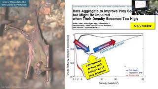 BIO 331 Lecture G1 20241105 Exploitation in Group Foraging [upl. by Sapienza]