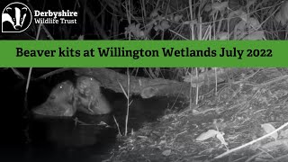 Beaver kits at Willington Wetlands July 2022 [upl. by Aciruam]