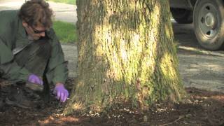 Tree Injection by a Professional Applicator for Emerald Ash Borer [upl. by Sitoiganap]