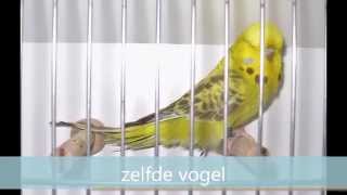 Engelse Grasparkieten Budgerigars Jan Brugman [upl. by Chucho]