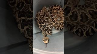 Barrel Full of RATTLESNAKES shorts short animal nature reptiles snake wildlife rattlesnake [upl. by Hooge]