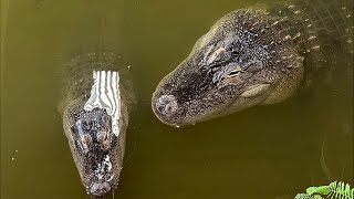 Alligator Sunday Night FEEDING 😱🐊 [upl. by Ignaz466]