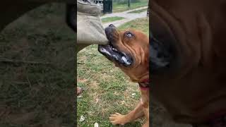 Boerboel Furious Attack Raw Power [upl. by Imis]