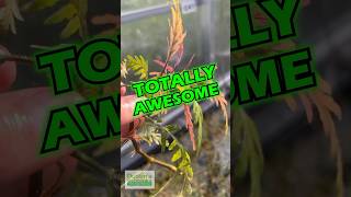 From TOTAL SUCK To TOTAL AWESOME  Hygrophila Pinnatifida  PART 1 [upl. by Eserahs]