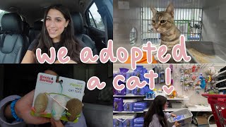 vlog adopting a cat  cat supply haul  becoming a family of four  more [upl. by Aiekat]