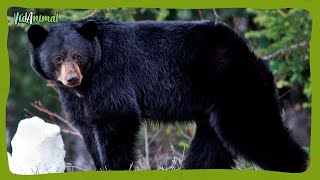 TODO SOBRE el OSO NEGRO AMERICANO [upl. by Dodd430]