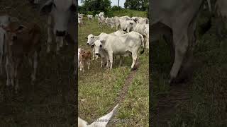 Trocando vacada de pasto pecuaria pecuariabrasileira vidanaroça gado gadodecria capcut [upl. by Aitas]