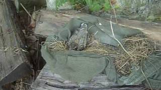 Robins nest fell out of a tree during a storm [upl. by Jabez]