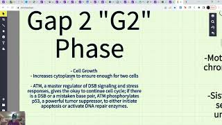 Interphase and Mitosis [upl. by Cahan]