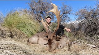 Huge Mountain Buck Fallow Deer Hunting New Zealand [upl. by Magdalena438]