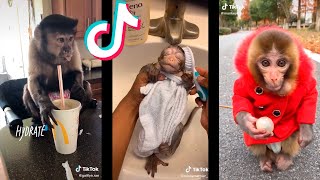 Tik Tok de Monos Graciosos  Funny Monkeys 🐒🤣 [upl. by Mikal]