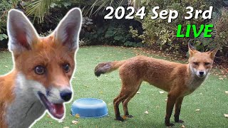 Foxes Live  2024 September 3rd [upl. by Rehtae98]