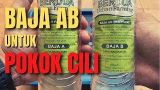 Cara bancuh baja AB pokok cili beli dari Shopee [upl. by Sreip]