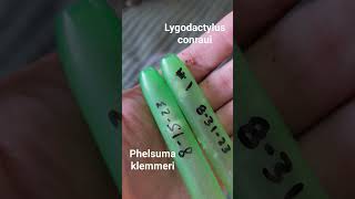 comparing Cameroon dwarf gecko eggs to neon day gecko eggs reptile reptilebreeder [upl. by Roxi152]