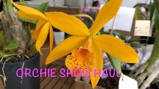 ORCHID SHOW HAUL Australian Dendrobiums Cattleyas and more [upl. by Landel]