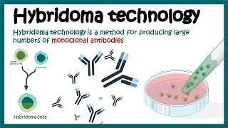 Hybridoma technology  Monoclonal antibody production using hybridoma technology  Animated biology [upl. by Drusie97]