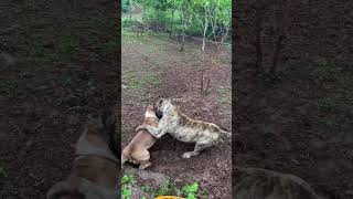 Dog Training for All Ages and Breeds Dog DogTraining TrainingTips [upl. by Anoiuq94]