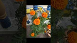 Marigold genda flower plant 🏵 marigold gendaphool my garden like comment subscribe [upl. by Nennerb]