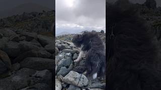 ⛰️🐕 Snowdonia’s Foel Grach’s summit hikingwithdogs snowdonia shorts dogshorts [upl. by Dragde947]