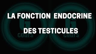 La fonction endocrine des testicules [upl. by Weinstock]