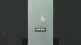 Jelly fish music goa goabeach fishcatching jellyfish [upl. by Uyekawa999]