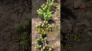 韭菜浇水，四点注意事项。韭菜种植 怎么种植韭菜 种韭菜 韭菜种植方法 韭菜 [upl. by Dusa]