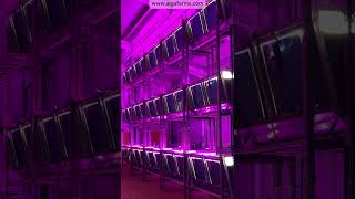 Revolutionary Closed Vertical Algae Farm Automated Spirulina amp Chlorella Production by AlgaFarms [upl. by Elesig]