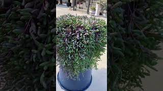 Useful tips for succulents 🪴 suculentas 다육이들 多肉植物 garden [upl. by Giffie601]