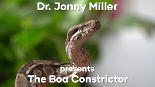 The Boa Constrictor [upl. by Mose978]