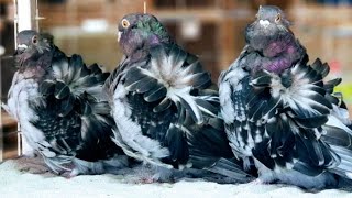 Chains owl pigeons fancy pigeon [upl. by Wickman]