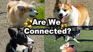 Corgi Lovers Unite The Adorable Hidden Breed You Didnt Know About [upl. by Najram689]