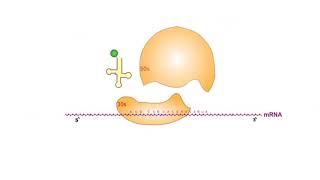 Protein Synthesis Inhibitors antibiotics animation video [upl. by Noel670]