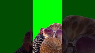 Green Screen Chickens Dancing Meme [upl. by Ontina]