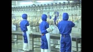 Poultry processing line working [upl. by Rugen628]