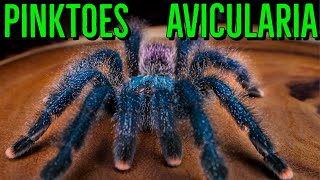 Avicularia Communals amp Pinktoe Tarantula Care YOU Should Know [upl. by Dennet]