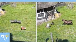 Un faucon attaque une poule et les animaux de la ferme la défendent [upl. by Ainaznat]