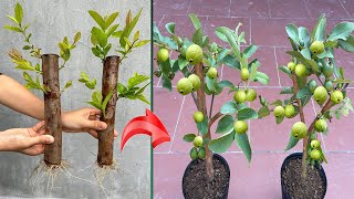 Guava branch incubation method stimulates super fast fruiting100 successful [upl. by Downes154]