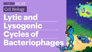 Lytic amp Lysogenic Cycles Bacteriophages Explained Full Lesson  Sketchy MCAT [upl. by Helene985]