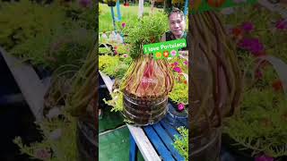 I love flowering plants gardening is my passion diy flowers plants subscribe [upl. by Dronel381]