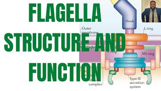 Flagella structure and function l Mechanism of action of flagella l Flagella structure in Bacteria l [upl. by Dumond851]