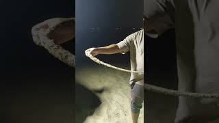 Giant stingray fishing pagi stingray baitandwait qatar shorts [upl. by Hudnut]