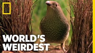 Bowerbird Woos Female with Ring  Worlds Weirdest [upl. by Blim]