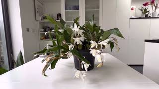 Coelogyne Intermedia [upl. by Amalea]