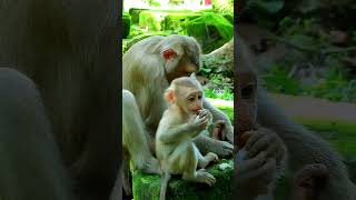 Adorable Julina Baby Monkey Feels Alone monkey cuteanimals cute [upl. by Sinaj304]