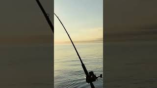 Salmon trolling edit fishingvideo flyfishinglife fishing fishinglife xyzbca [upl. by Yerrot]