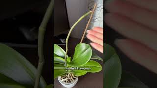 Phal Pirate Picotee🌿 орхидеи орхидеиуход orchidbeauty [upl. by Valentijn421]