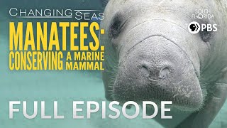 Manatees Conserving a Marine Mammal  Full Episode [upl. by Fevre619]