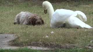 Dog and swan playing [upl. by Hershell]