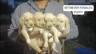 Golden retriever puppies for sale in delhi ncr  7428876405 [upl. by Nola289]