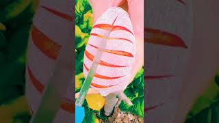 Natural beauty of apple fruits viralvideo trending ytshorts [upl. by Coney6]